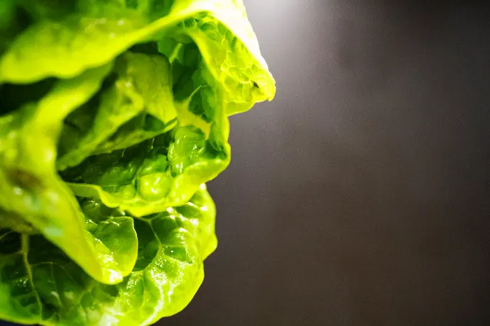 a close up of a lettuce with water droplets on it